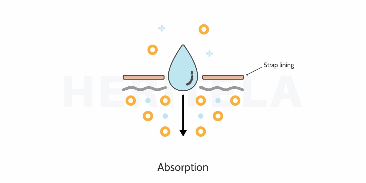 Mechanism of absorption